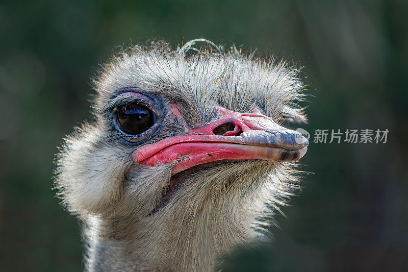 鸵鸟(Struthio camelus)